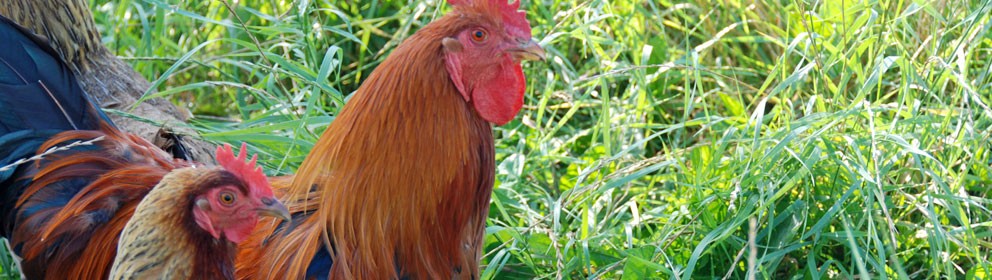 Kippen scharrelen in de ecologische tuin van Erve Vennekotte
